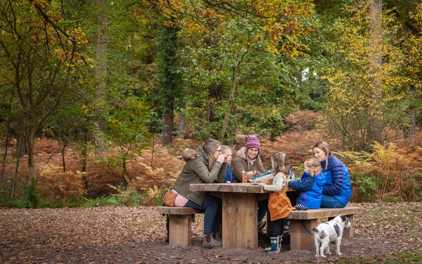 Visit Nutcombe Bottom, Tall Trees Trail